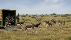 blackbuck release in Banni Grasslands