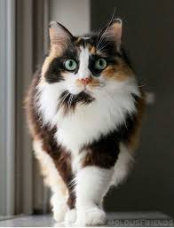 Black And White Orange Cat Tri Colored Cat Black Orange And White Gatos Bonitos Gatitos Lindos Gatitos Adorables