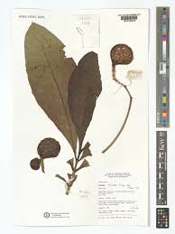 Image result for Voacanga chalotiana