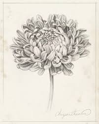 Pin By Alejandra On Drawing In 2020 Birth Flower Tattoos Chrysanthemum Tattoo Chrysanthemum Flower Tattoo