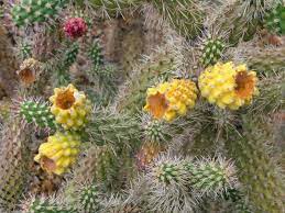 Collecting cactus seeds is not too difficult, but some small tricks must be followed to avoid any kind of problems. Pin On Animals And Nature Of Se Arizona