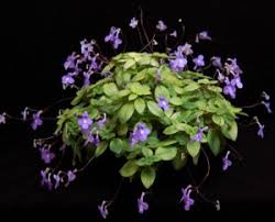 Image result for Streptocarpus glandulosissimus