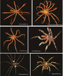 Image result for Pycnosphaera