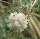 Image result for Cuscuta planiflora