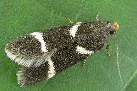 Image result for Acompsia subpunctella