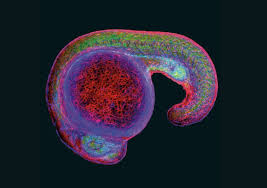 Zebra Fish Embryo Karen W Dehnert Scott T Laughlin Holly Aaron And Carolyn R Bertozzi Of The University O Macro And Micro Micro Photography Nature Design