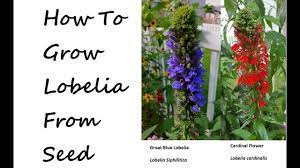 How To Grow Blue Lobelia And Cardinal Flower From Seed Lobelia Cardinal Cardinal Flower Flower Seeds Lobelia Flowers