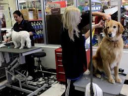 A barbed tongue with which to lick, forepaws they moisten with saliva and use as a surrogate washcloth. Petco Furloughs Employees But Leaves Grooming Open Amid Coronavirus