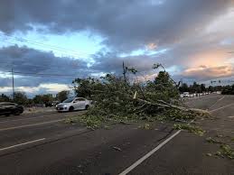 It's hard to pick a favorite. Utah S Hurricane Strength Windstorm Damaged 1 500 City Property Trees Replanting Efforts Underway Abc4 Utah