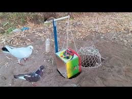Amazing Bird Catching Technique Bird Trap With Pipes Carton And Basket Youtube In 2020 Bird Trap Traps Amazing