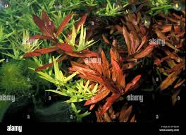 Image result for Nesaea