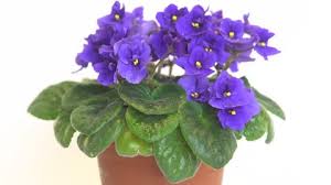 Image result for Saintpauliopsis