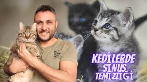 kedilerde sinus temizligi youtube