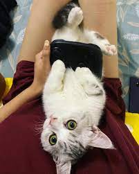 放假天 小主子來陪打機 3天假期貓奴表示窩在家陪主子們很幸福 英短曼基曼基貓短腿貓短腿虎斑虎斑貓金虎斑抖m mforcat 小奶貓幼貓