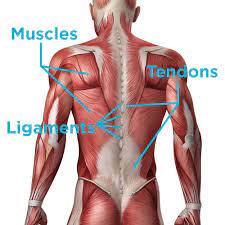 It also helps strengthen the low back and sacroiliac. 3 Quick Steps To Recover From A Sprained Torn Back Muscle