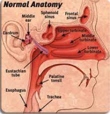 And in our case i can say he is a life saver!… more 36 Ear Nose Throat Ideas Throat Nose Sinusitis
