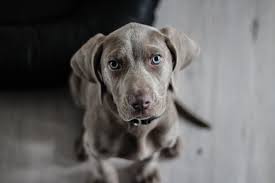 Pour adopter un chien, vous devrez fournir : Spa Il Est Desormais Possible De Se Deplacer Pour Adopter Des Animaux En Refuge