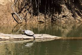 Maybe you would like to learn more about one of these? Raccoon Creek State Park Backpacking Trip Adventures Of Ryan And Tara