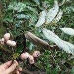 Image result for Polyceratocarpus