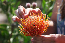 Image result for Protea welwitschii × angolensis