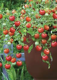 Using the garden planner for fall planting. Southern Gardening Use Ms Medallion Tomatoes In Your 2021 Home Gardens The Dispatch