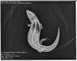 Ultrason Hayvanlar 19 Hamile Lizard Animals Pregnant Dog Pregnant Cat