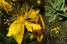 Image result for Hypericum quartinianum