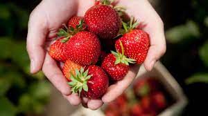 Erdbeeren richtig pflücken & waschen. Erdbeeren Pflucken In Dortmund Und Umgebung Hier Durft Ihr Aufs Feld Dortmund