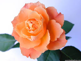 Check spelling or type a new query. Desktop Wallpapers Flowers Backgrounds Light Orange Rose Www Desktopdress Com