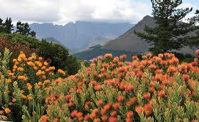 Growing cut flowers in south africa. Pincushion Protea Cape Fynbos Plants A Z The Gardener The Gardener