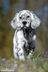 English Setter Welpe English Setter Puppies Setter Puppies Beautiful Dogs