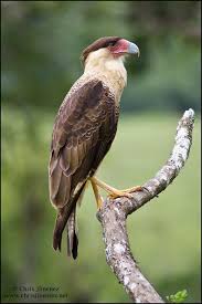 Birds Of Prey Texas Hill Country Crested Caracara Pet Birds Birds Of Prey Beautiful Birds