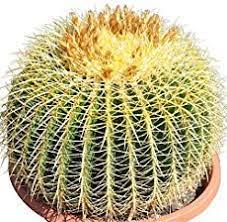 Two to five cactus seeds can also be obtained from a sandfish or scorpion carp fish pond when the population of the pond reaches 10. How To Grow A Golden Barrel Cactus From Seed World Of Succulents Golden Barrel Cactus Barrel Cactus Cactus