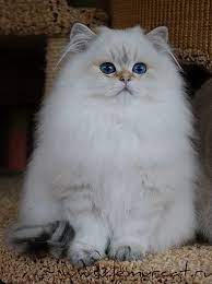 british longhair male black golden shaded point cat chat britishlonghair animal cats british longhair cat russian blue cat
