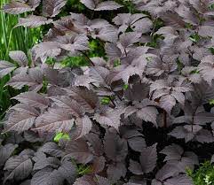 Astilbe Chocolate Shogun Dahlia Barn Plants For Small Gardens Perfect Plants Shade Plants
