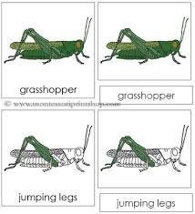 Welcome to grasshopper geography's website! Grasshopper Nomenclature Cards Grasshopper Insect Activities Bugs Preschool