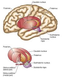 Image result for ventral striatum
