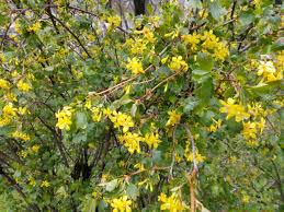 If you love yellow flowers, why not make sure you have them in your landscape every year? Spring Bush Studded With Small Yellow Flowers Among Green Leaves Stock Photo Picture And Royalty Free Image Image 68942962