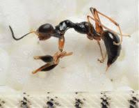 Image result for Gonatopus