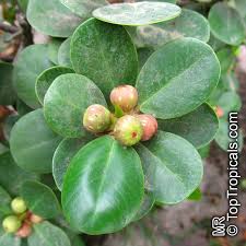 Image result for Fuirena microcarpa