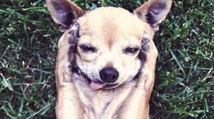 Ear Mites In Cats And Dogs Petcarerx Your dog won't appreciate being the host of ear mites can cause severe itchiness around the ears and can be extremely uncomfortable for dogs. ear mites in cats and dogs petcarerx