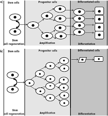 Maybe you would like to learn more about one of these? Characterization Of Cultured Cells Book Chapter Iopscience