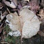 Image result for Petersianthus macrocarpus