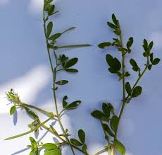 Image result for Rothia