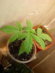 G13 haze marijuana strain induces strong cerebral euphoria. G13 Haze Von Mr Nice Seedbank Cannabis Sorten Infos