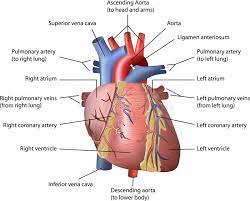 Coracao Humano Ilustracao Stock Heart Diagram Human Heart Human Heart Diagram