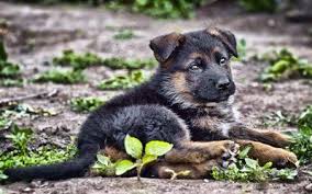 herunterladen hintergrundbild deutscher schaferhund welpe nahaufnahme bokeh haustiere kleine deutscher schaferhund wald niedlich tiere hunde deutscher schaferhundwelpen haustiere deutscher schaferhund