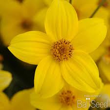 Image result for Bidens sp.no.1