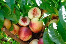 Check spelling or type a new query. Nectarine Fruit Trees For Sale