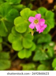 Image result for Oxalidaceae